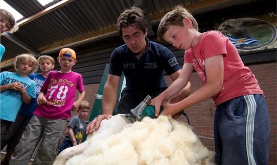 FarmCamps Mariekerke